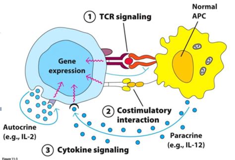 Wk3 Adaptive Immunity 2 T And B Cell Activation Differentiation And