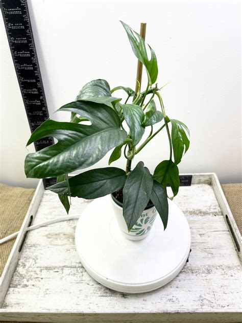 Epipremnum Pinnatum Aka Epipremnum Pinnatum Baltic Blue Pothos One