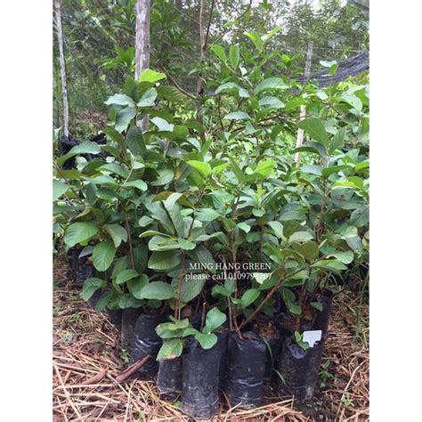 Anak Pokok Jambu Batu Lohan 罗汉番石榴果苗 Shopee Malaysia