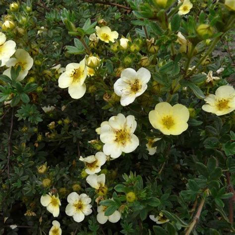 Potentilla Fruticosa Primrose Beauty Struikganzerik Voor Je Tuin