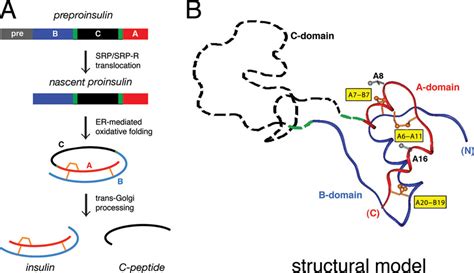 Proinsulin And Its Biosynthetic Pathway A Pathway Of Insulin