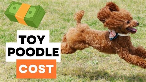 How Much Do Toy Poodles Cost Price Guide YouTube