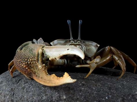 How To Catch Stone Crabs Essential Crabbing Equipment Fishing Munk