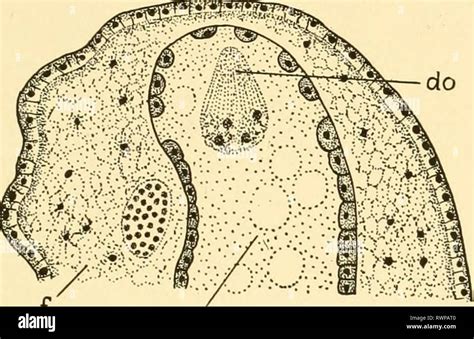 Embryology Of Insects And Myriapods Embryology Of Insects And