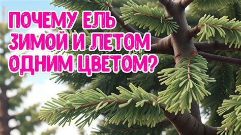Почему Ель Зимой и Летом одним Цветом Познавательное видео для Детей ...