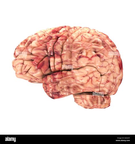 Anatomy Brain Side View Isolated On White Stock Photo Alamy