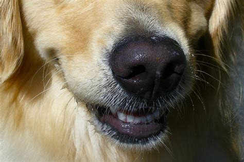 Common Dog Nose Skin Diseases - Nasal Skin Problems