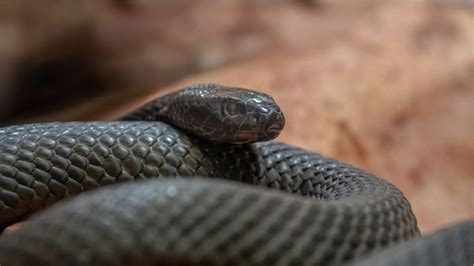 15 Predators With Deadly Venoms For Catching Prey Outlandish Owl