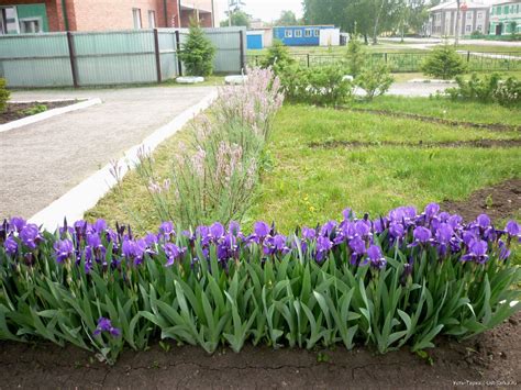 Ирисы вдоль забора (51 фото)