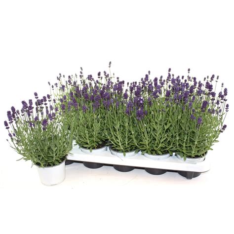 Echte Lavendel Lila Topf Ca Cm Lavandula Angustifolia Kaufen