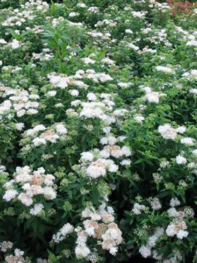 Spiraea Japonica Albiflora Spierstruik Bloemenpark Appeltern