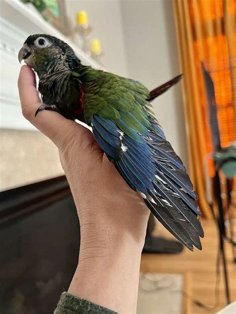 Taking Deposits Crimson Bellied Conure Baby Left