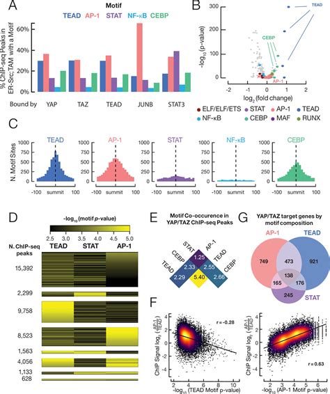 Yap And Taz Are Transcriptional Co Activators Of Ap 1 Proteins And