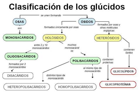 Mapa Conceptual Glucidos Png Nietma Images Porn Sex Picture Sexiz Pix