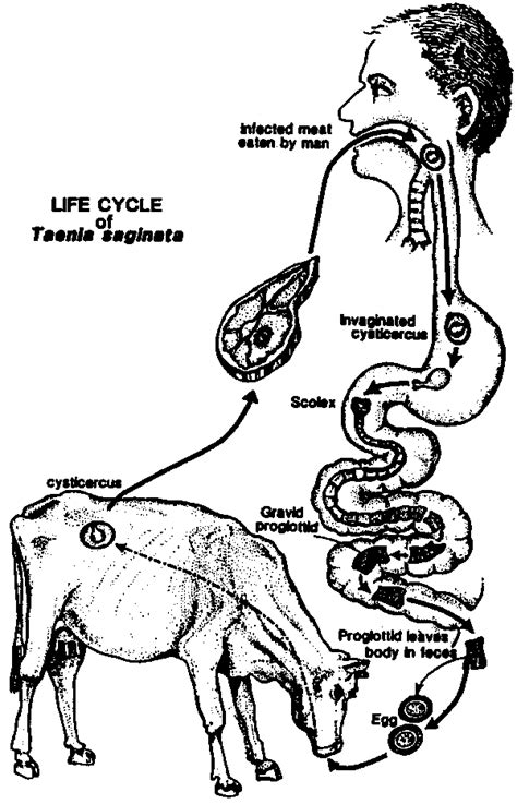 Taenia Saginata Cysticercus Bovis