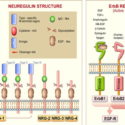 Neuregulin (NRG) structure and binding to ErbB receptors. NRG gene... | Download Scientific Diagram