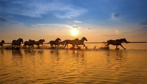 Camargue Horses At Sunset by Images From Barbanna