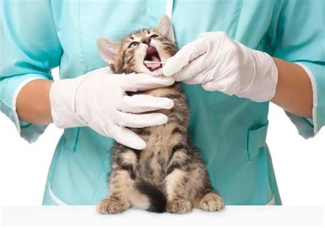 Stomatite Nel Gatto Causa Sintomi Cura E Prevenzione