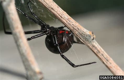 Western Black Widow Spider Agricultural Biology