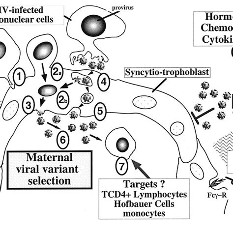 Fusion of HIV-1-infected cells with a trophoblast monolayer. PBMCs ... 