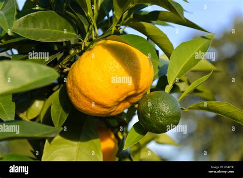 Bitter Orange Citrus Aurantium Corniculata Stock Photo Alamy