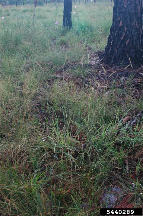 Toothache Grass Ctenium Aromaticum