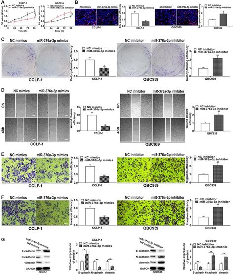 Mir A P Represses Cca Cell Proliferation Invasion And Emt A