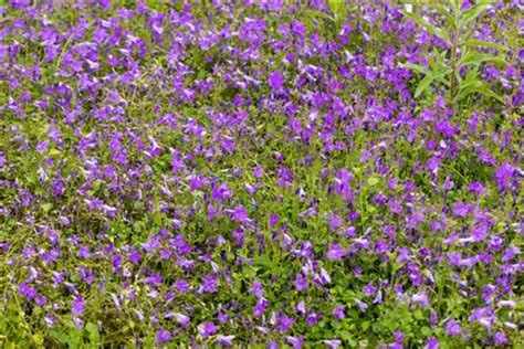 Campanula Portenschlagiana Birch Hybrid Garten Polster Glockenblume