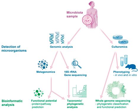 Diagnostics Free Full Text Vaginal Microbiome In Reproductive Medicine