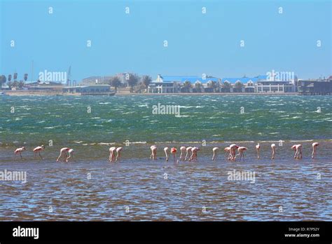 Namibia, Walvis Bay, flamingos Stock Photo - Alamy