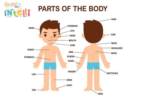 Teach Kids Human Body Parts Names And Its Functions