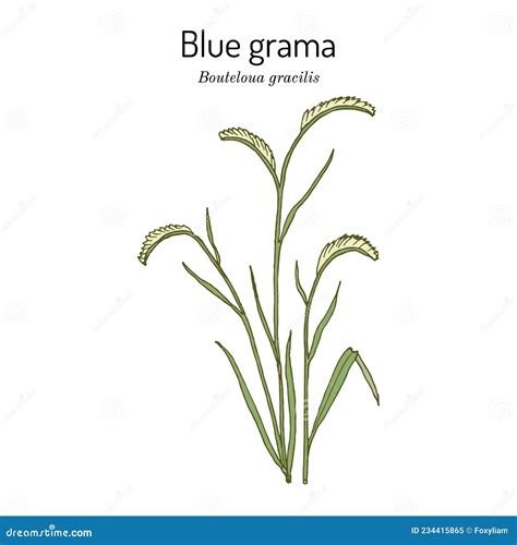 Blue Grama Bouteloua Gracilis State Grass Of New Mexico Stock Vector Illustration Of Hand