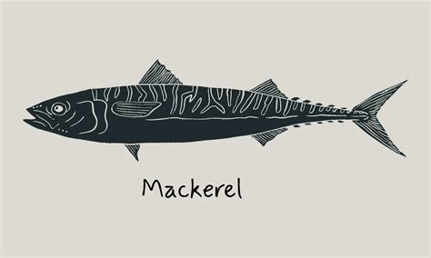 Hand Drawn Mackerel Fish In Sketch Style Simple Vector Isolated