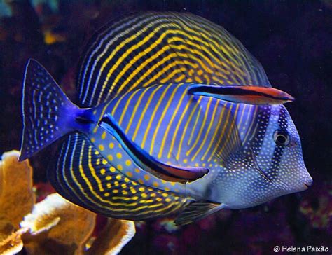 Peixes Coloridos Beautiful Sea Creatures Saltwater Fish Tanks