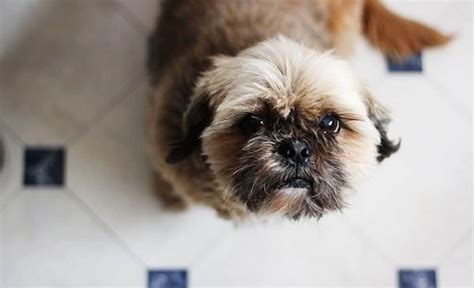 26 Shih Tzu Mixes: Adorable Shih Tzu Mixed Breeds!