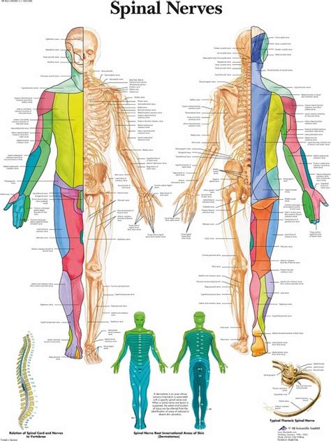 Het Menselijk Lichaam Anatomie Poster Ruggenmergzenuwen Engels