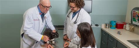 Doctor of Veterinary Medicine (DVM) | College of Veterinary Medicine