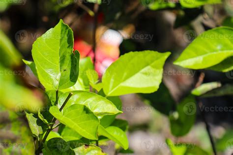 Bela Vista Das Folhas Das Plantas Expostas Ao Orvalho Da Manh