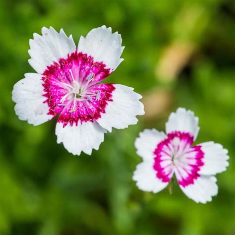 Dianthus Deltoides Arctic Fire Illet Delta Aux Fleurs Blanches