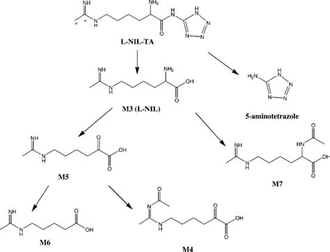 Disposition And Pharmacokinetics Of L N Iminoethyl Lysine