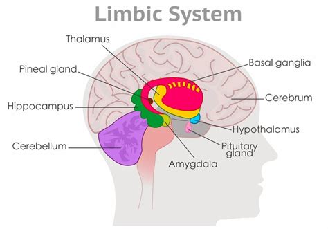 What Is The Amygdala: Function & Brain Location