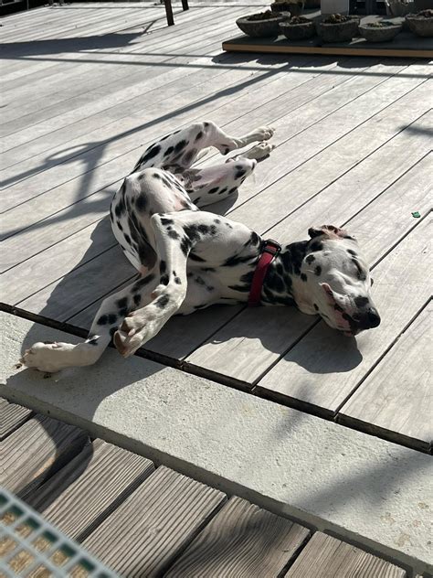Shes probably more flexible than me... : r/dalmatians