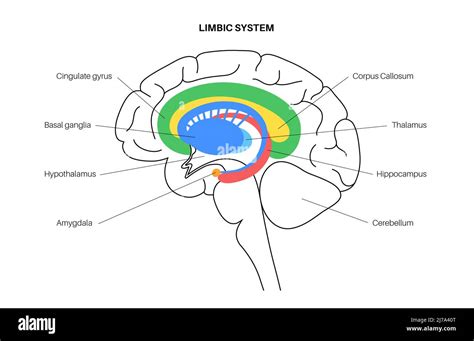 Systeme Limbique Cerveau Banque De Photographies Et Dimages Haute