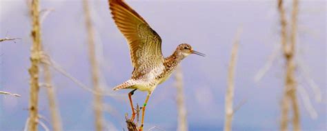 Flyways