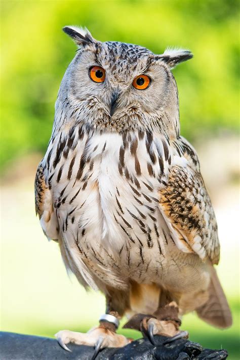 Pin von Lydia Bleth auf Eulen 3 Vögel fotos Uhu eule Eulenzeichnungen