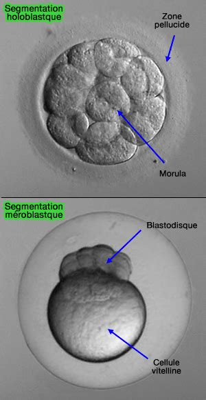 Gastrulation Humaine Pdf