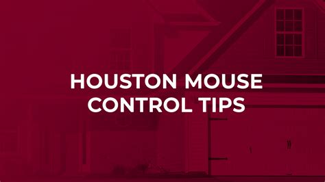 Houston Mouse Control Tips - Champions Pest Control