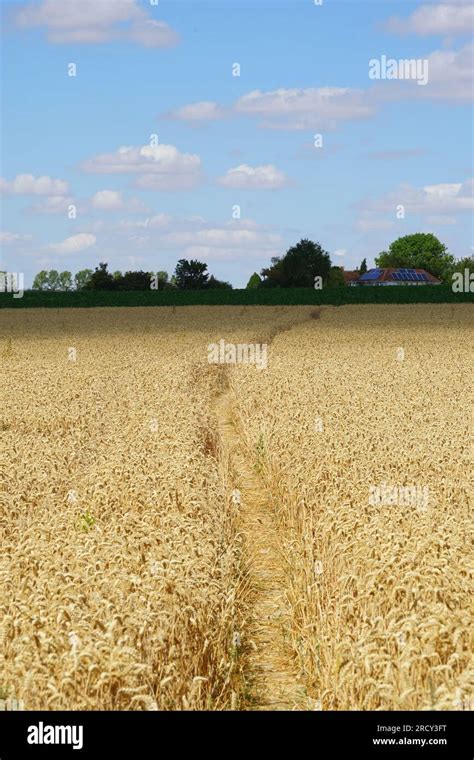 Path Through Wheat Field Hi Res Stock Photography And Images Alamy