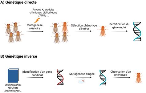 Principe de fonctionnement du système CRISPR Cas9 Planet Vie