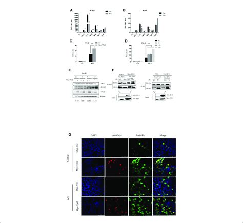 TPL2 Regulates Virus Triggered Signaling At The Level Of IRF3 A B